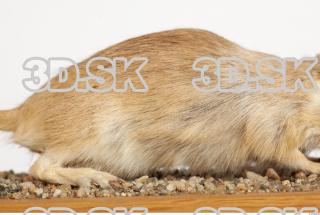 Gerbil - Meriones meridionus 0030